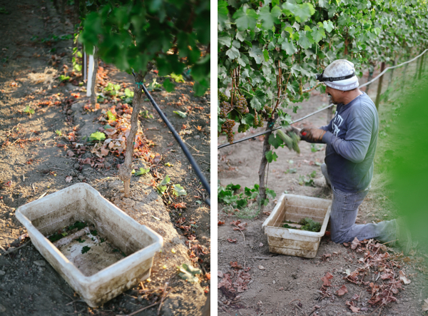 Harvest 2015 at Cunat Family Vineyards